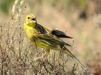 Hoog Buurloo - Veluwe